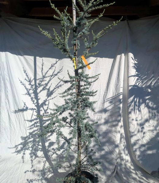 Céder atlantský 'Glauca'